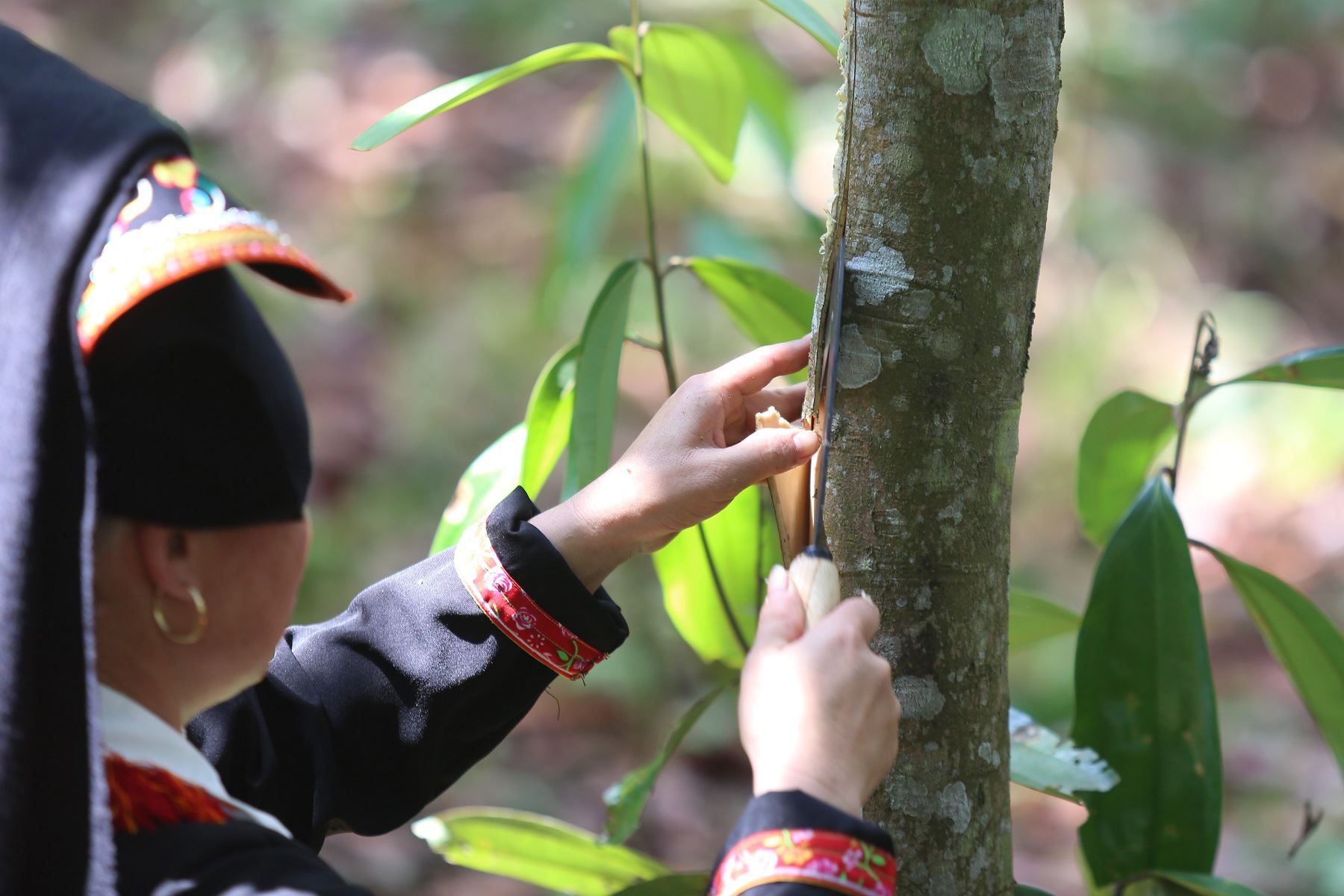 Report “Research on determining the cause of some heavy metal residues in Vietnamese cinnamon and proposing mitigation solutions”