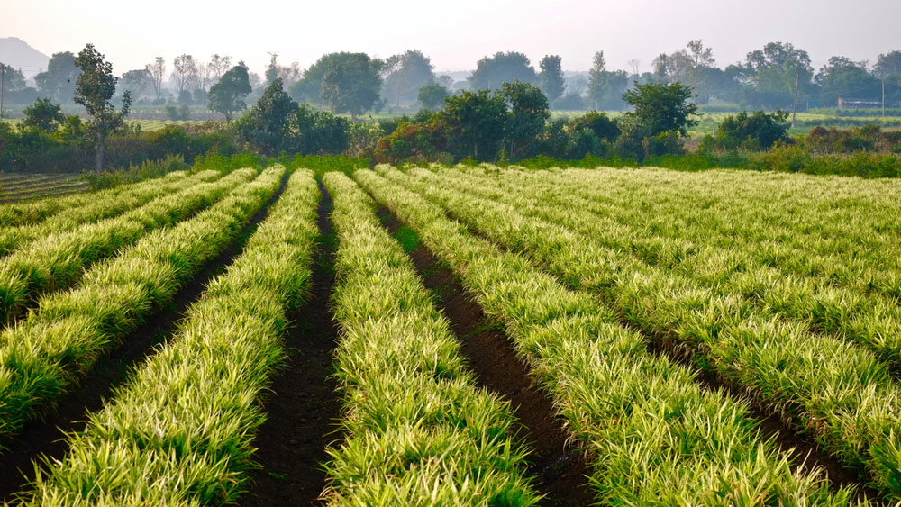 Ginger Field